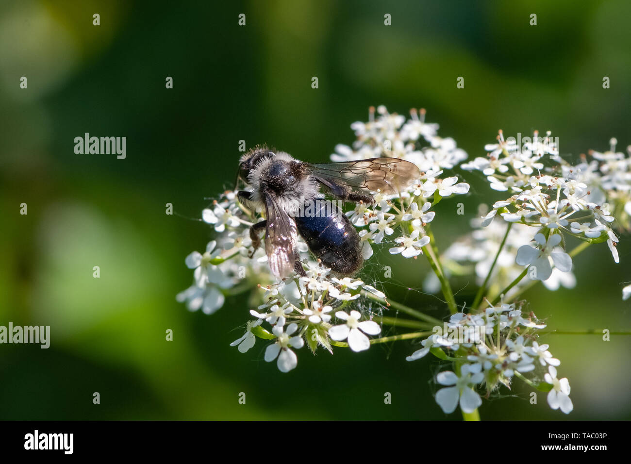 Ashy mining bee (Andrena cineraria) Foto Stock