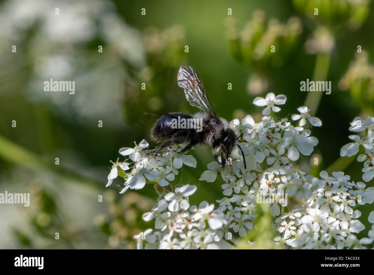 Ashy mining bee (Andrena cineraria) Foto Stock