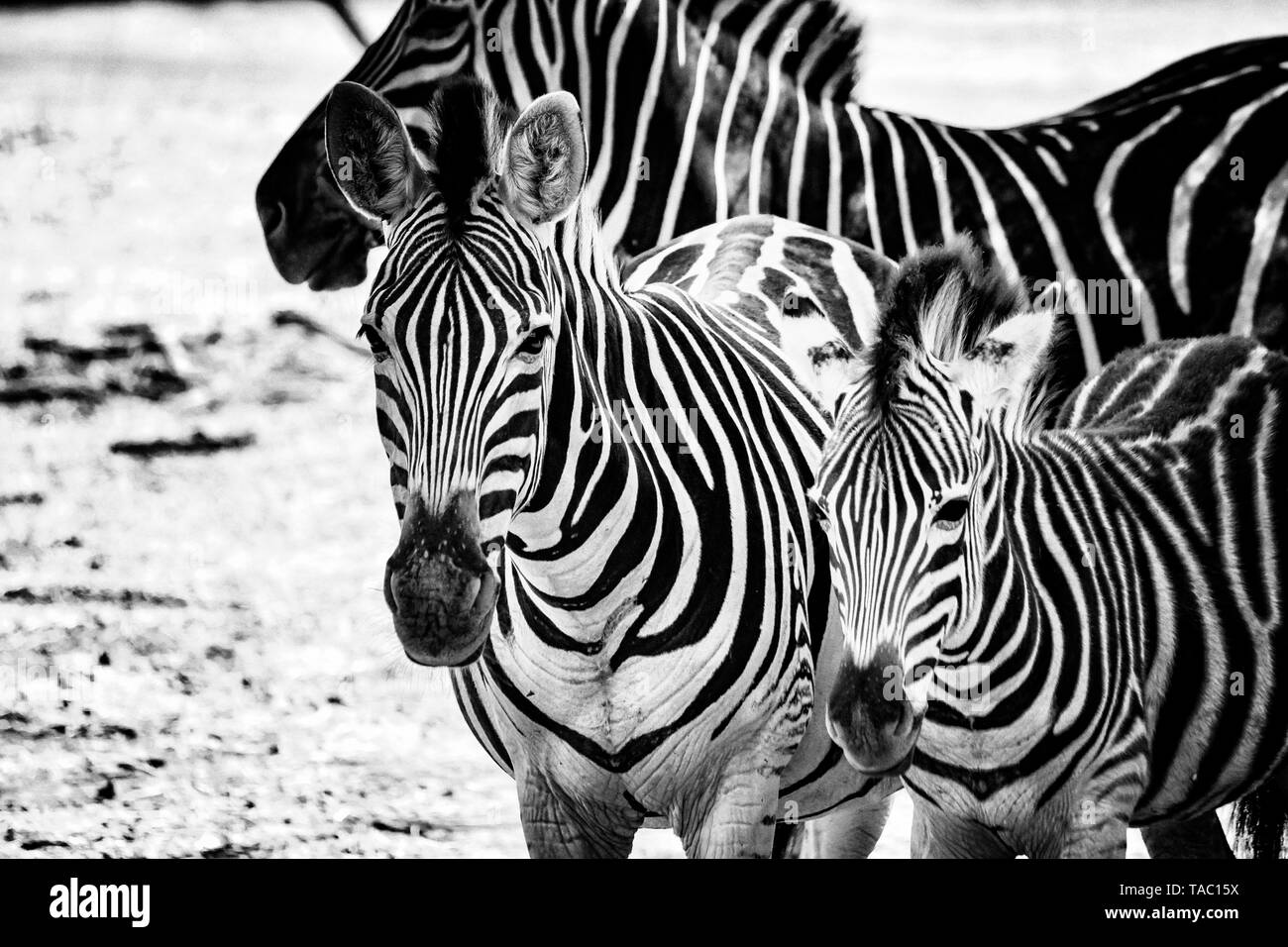 Foto in bianco e nero delle zebre in Bandia resererve, Senegal. Si tratta di animali selvatici di fotografia in Africa. Vi è sua madre e la sua zebre baby. Vi Foto Stock