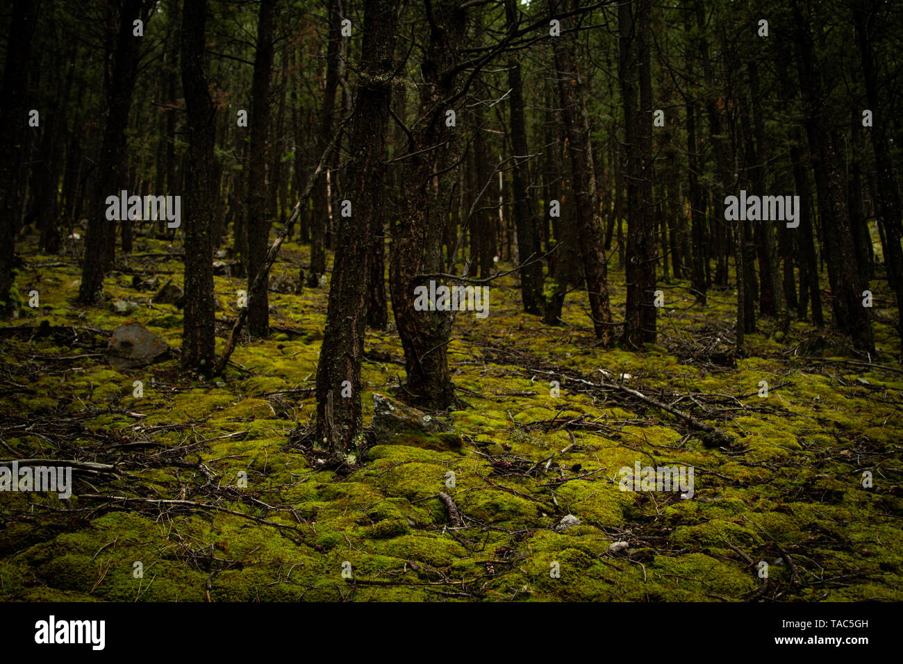 Verde scuro pavimento foresta coperta di verde muschio, Montana, Northern Rockies, STATI UNITI D'AMERICA Foto Stock