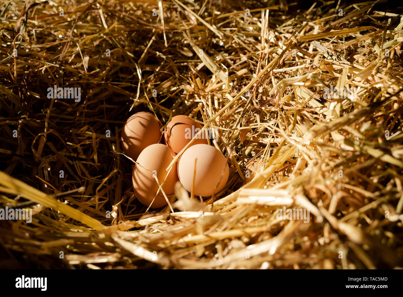 Quattro Brown Hen's uova in un nido all'interno di casa di pollo Foto Stock