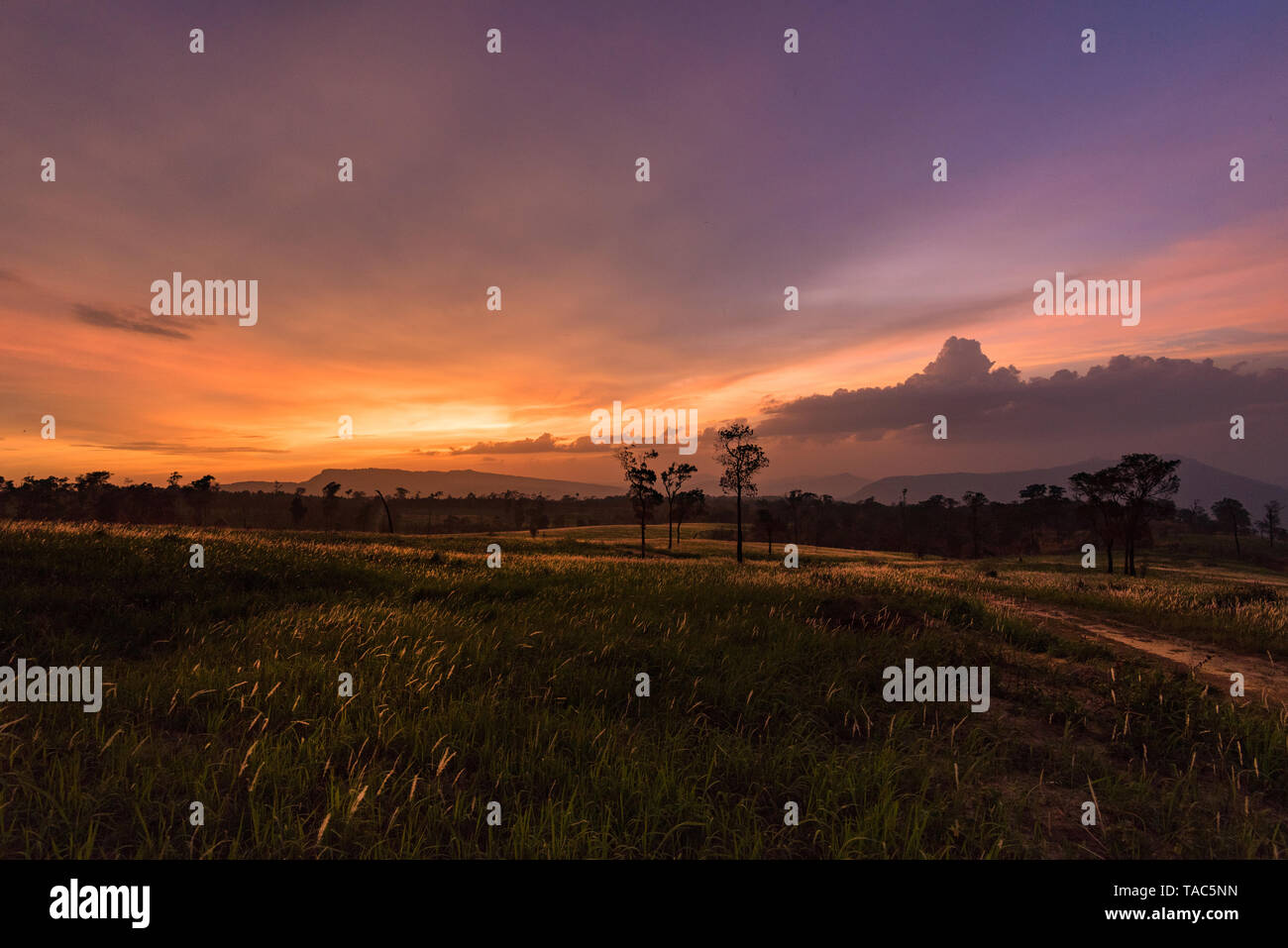 sunset on field and meadow green grass with rural countryside road and tree background Foto Stock