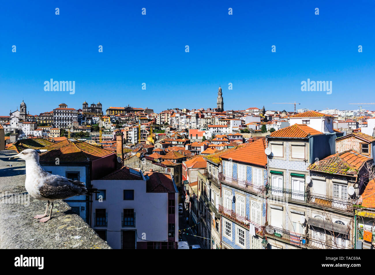 Il Portogallo, Porto, vista città, Seagull sulla parete Foto Stock