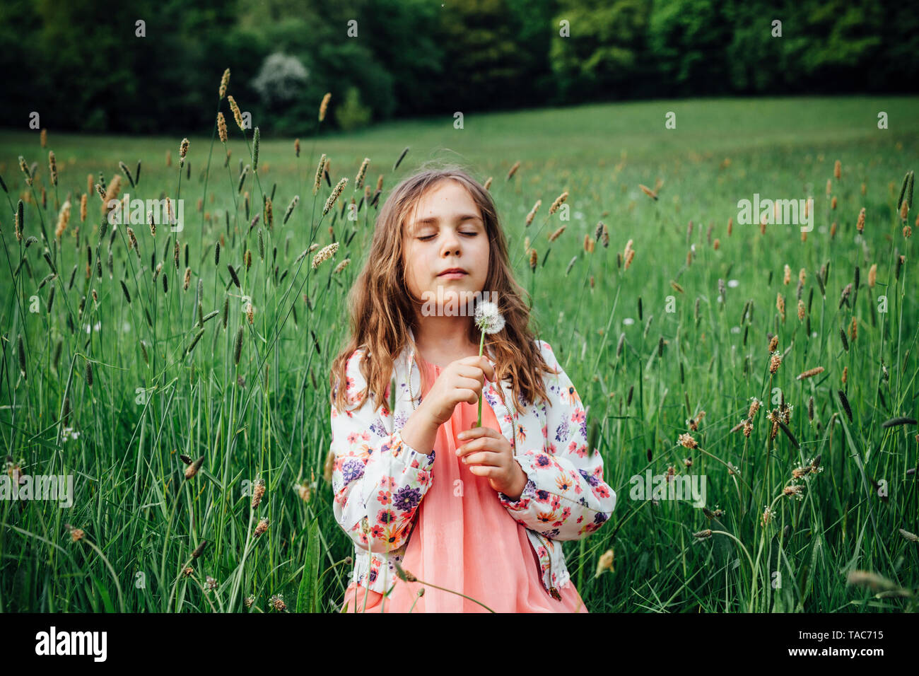 Ritratto di ragazza con blowball su un prato Foto Stock