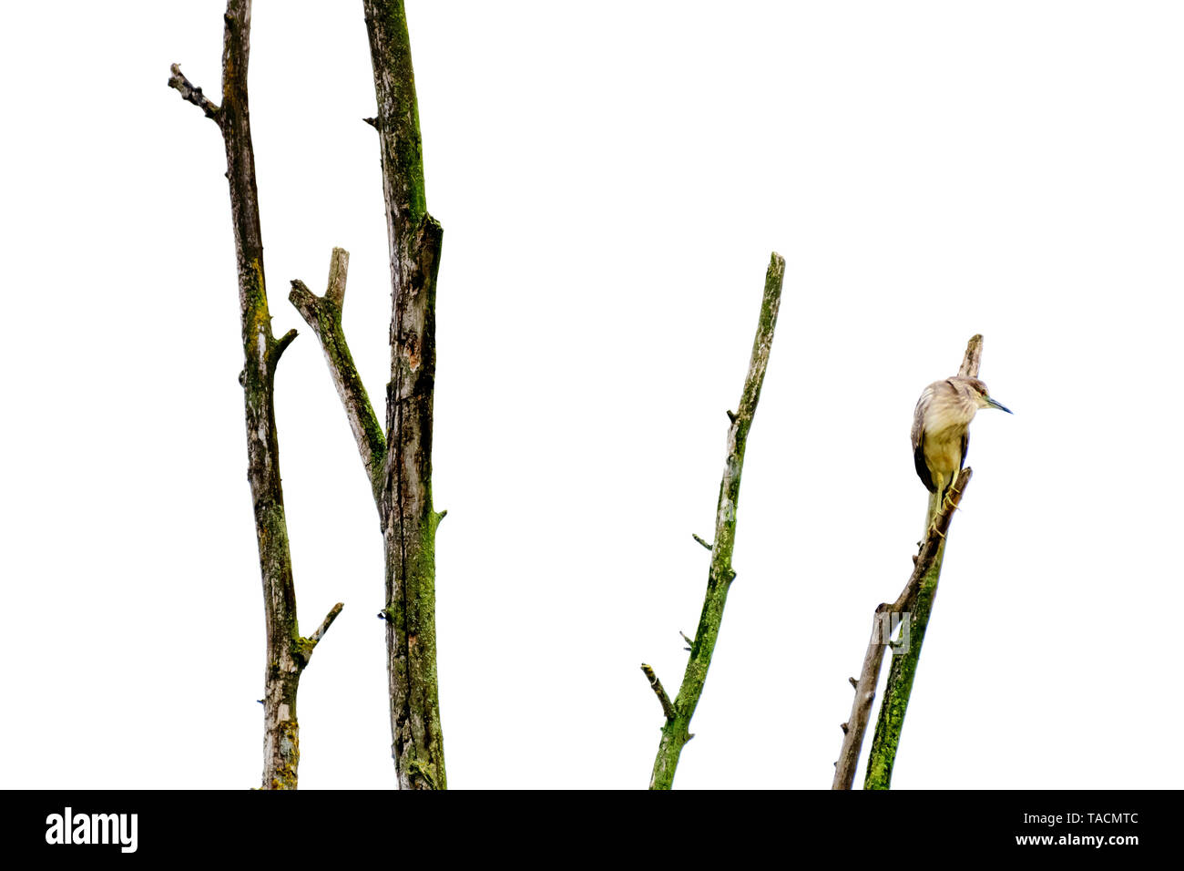 Ardeidae uccello camuffato sopra un ramo di albero che mira la sua preda Foto Stock
