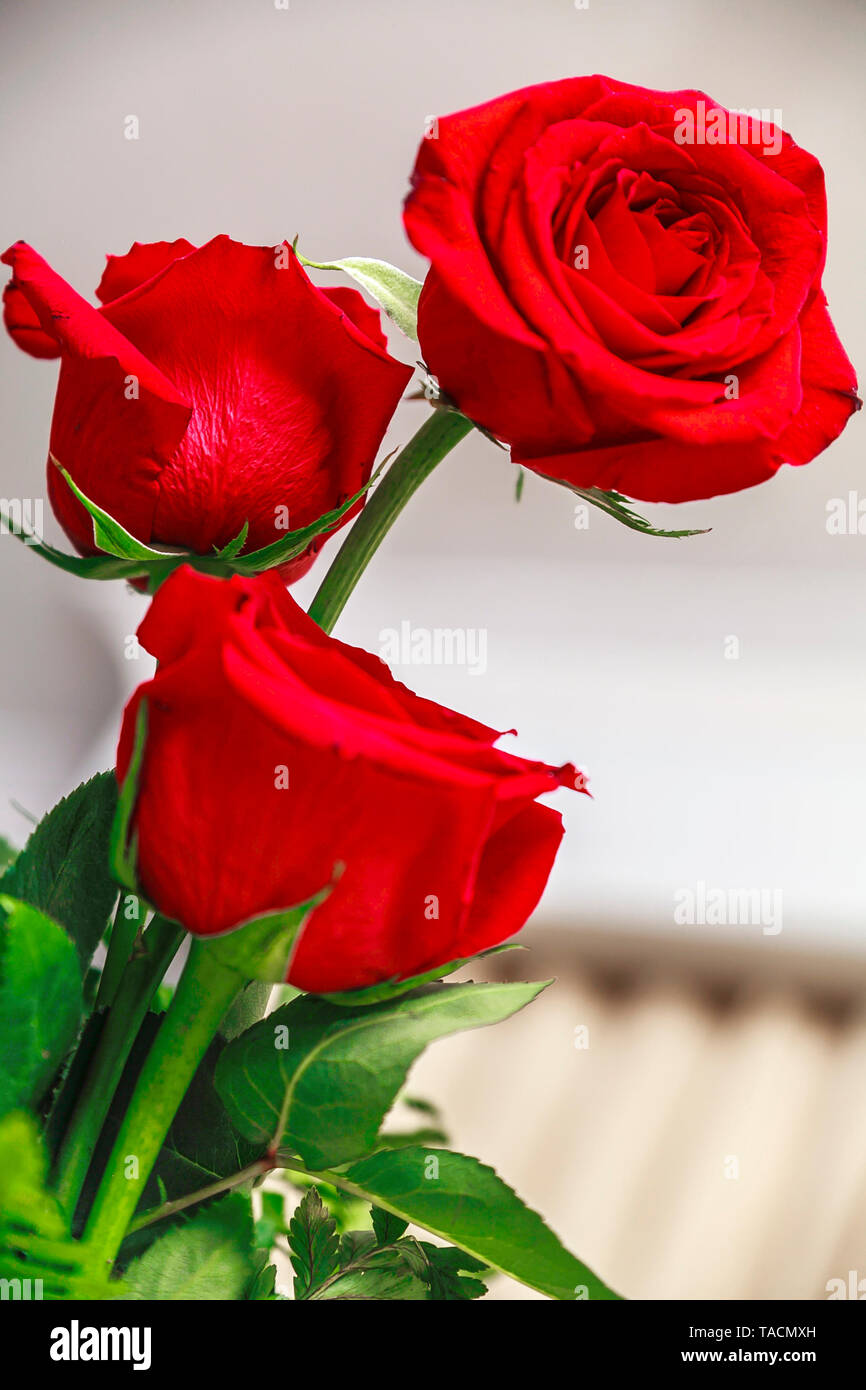 Tre red rose boccioli di fiori e petali di fiori da un vaso Foto Stock