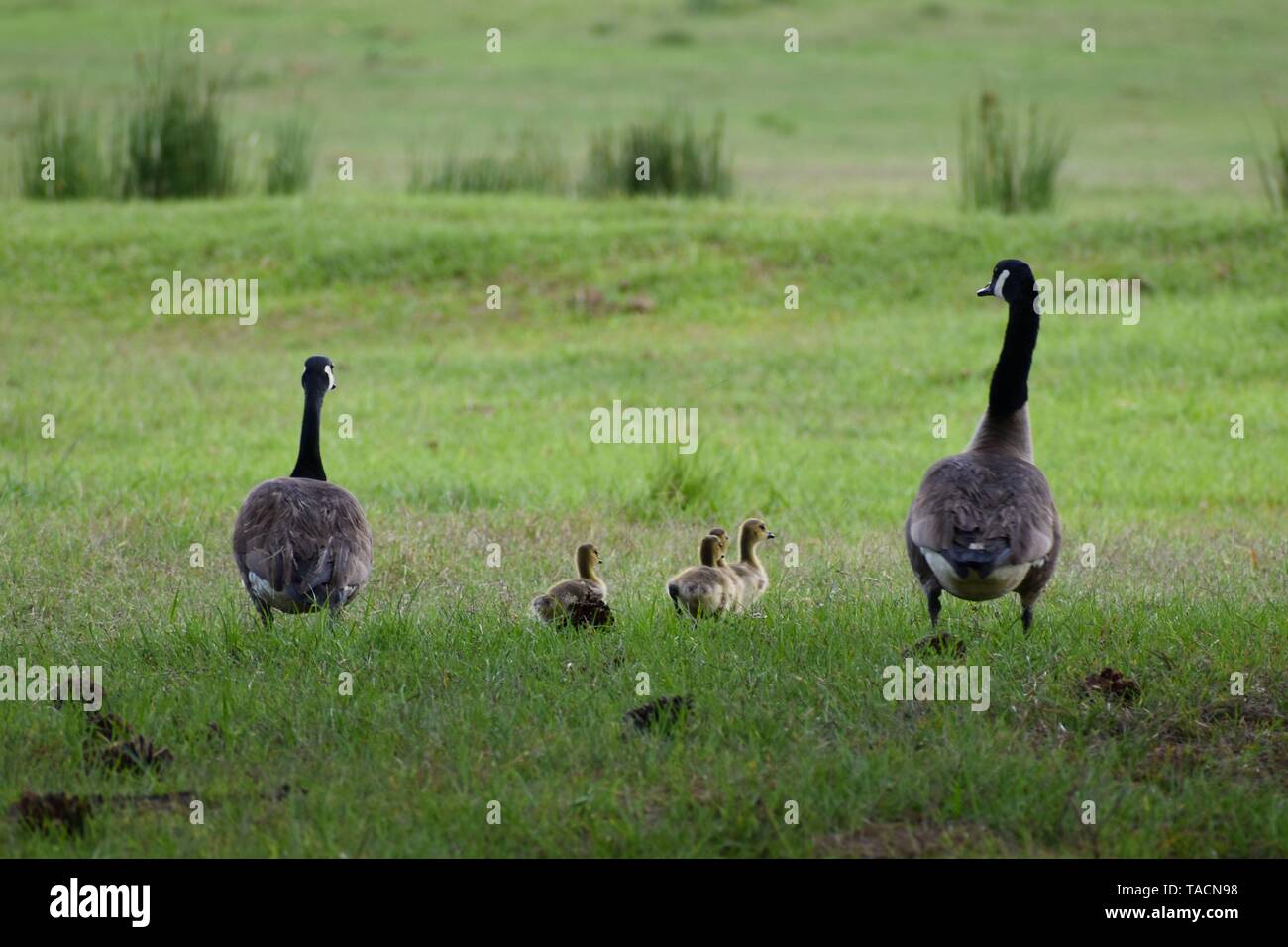 Una famiglia di Oche del Canada passeggiata attraverso l'erba a una fattoria pond. Foto Stock