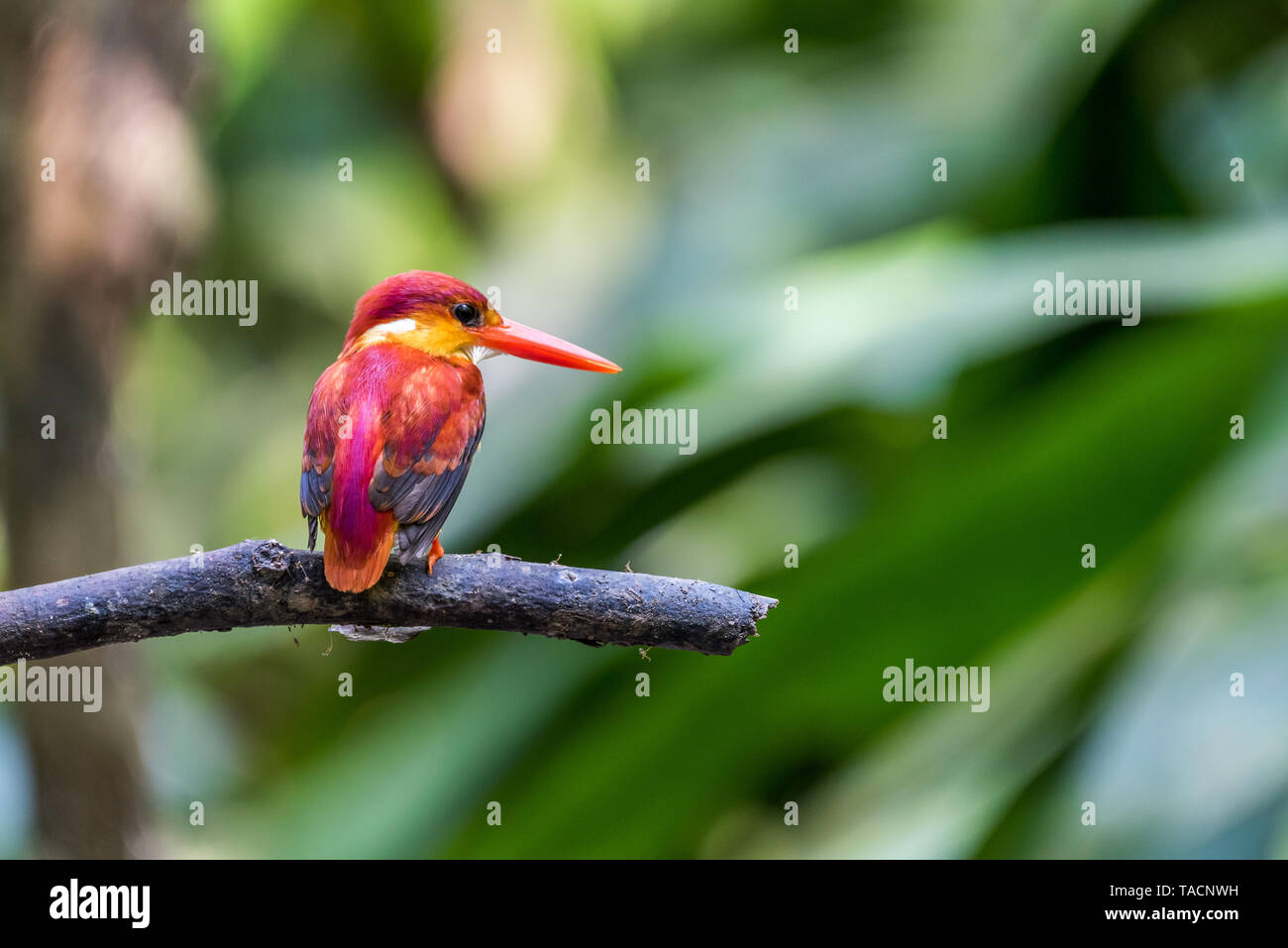 Bellissimo bambino Rufous-backed Kingfisher appollaiato Foto Stock