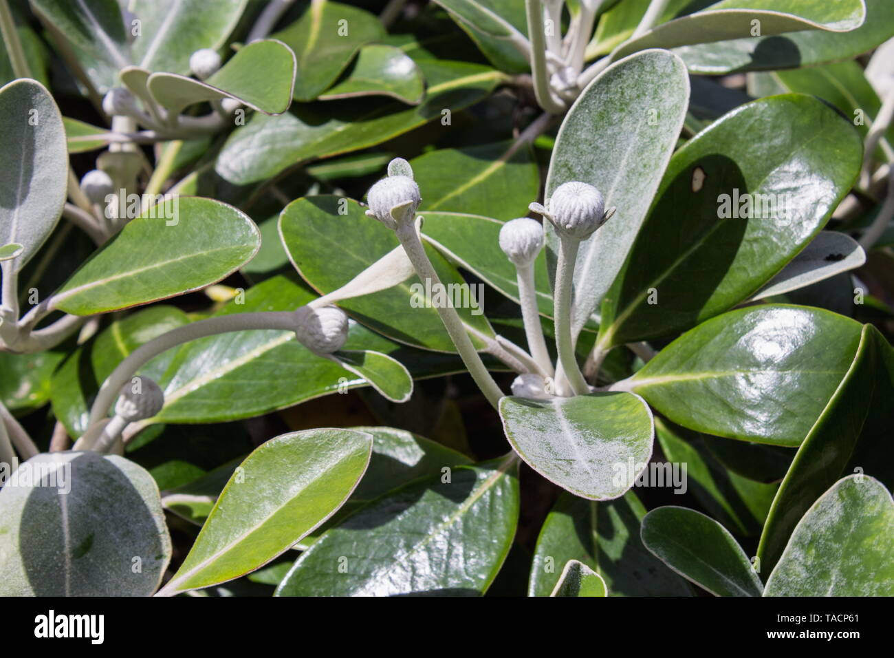 Markborough Rock Daisy, Pachystegia insignis è una specie di piante da fiore in daisy famiglia Asteraceae. È endemico della Nuova Zelanda. Foto Stock