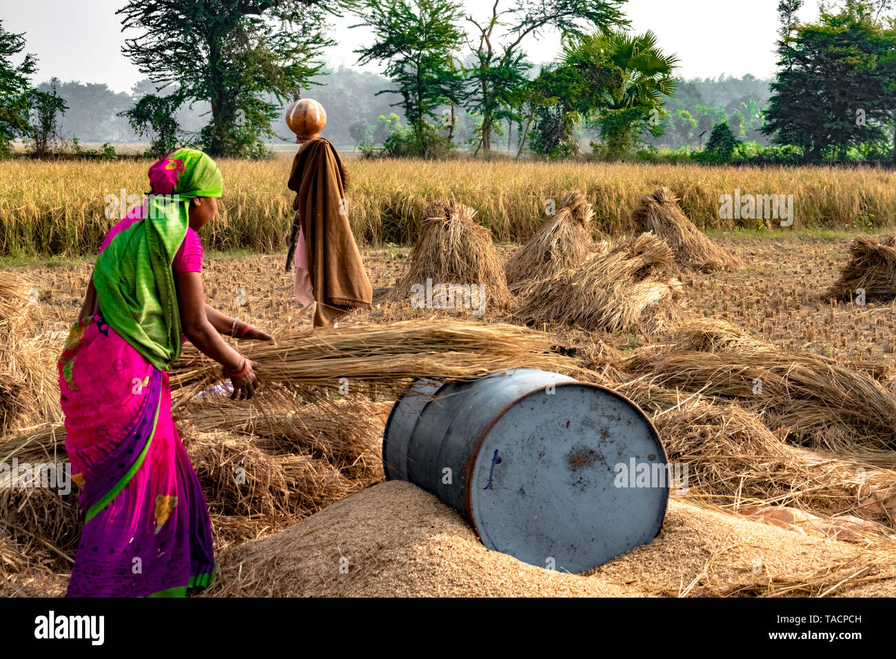 Lavoro duro Contadina indossando saree, lavorando nel suo campi nella stagione di mietitura e di spulatura chicchi di grano dalla pula in modo tradizionale. Foto Stock
