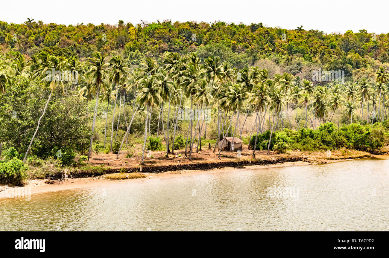 Riservati a foresta pluviale tropicale nella regione del subcontinente indiano, con alberi di noce di cocco sul fiume fangoso stream. Geografia costiera di frenare il riscaldamento globale Foto Stock