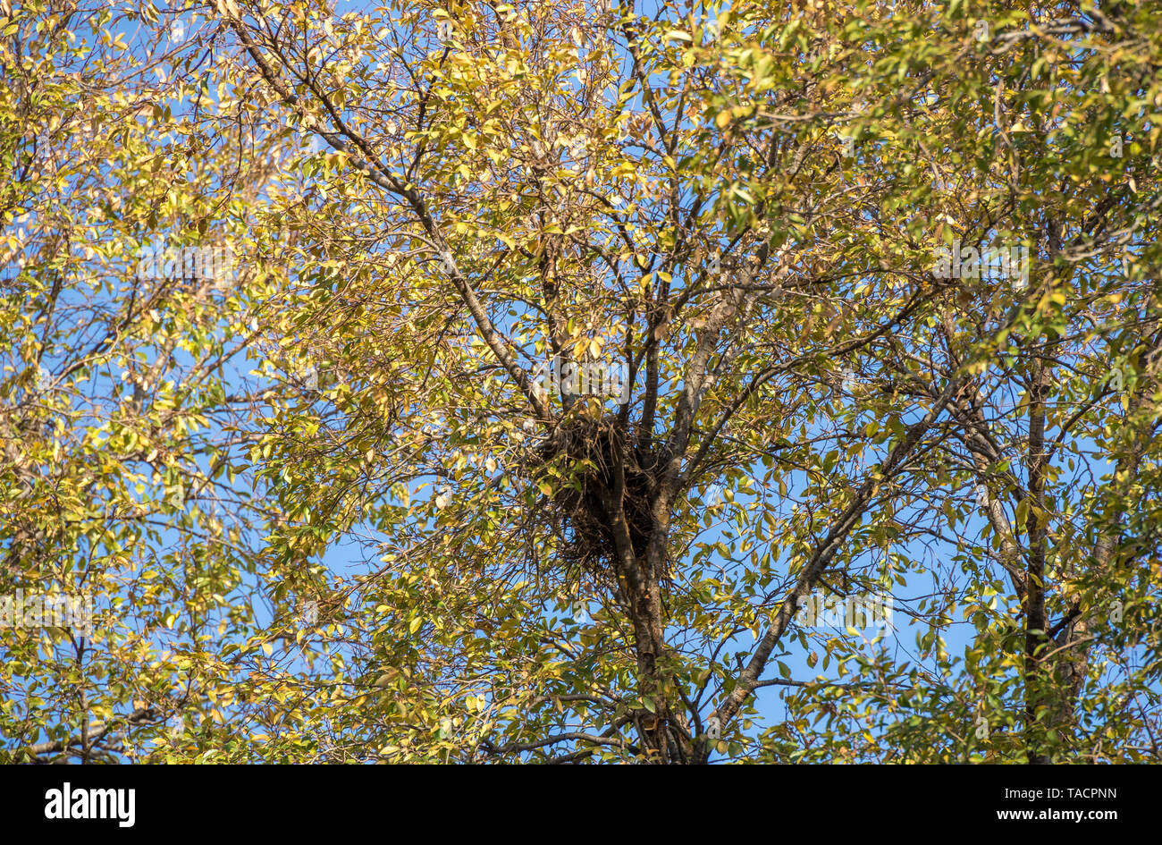 Un usato vecchio e abbandonato di nidificazione degli uccelli in una struttura ad albero con foglie di autunno immagine in formato paesaggio con spazio di copia Foto Stock