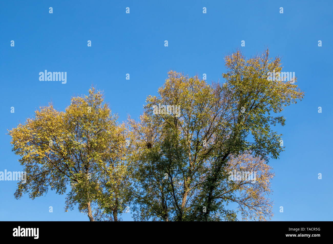 I rami di un albero con foglie di autunno isolata contro un nitido cielo blu immagine con spazio di copia Foto Stock