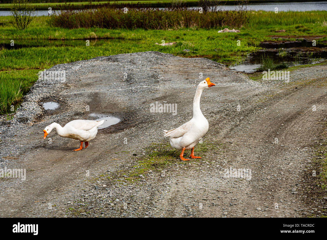 Oche cinese al Lago del Nilo in Colville National Forest. Foto Stock