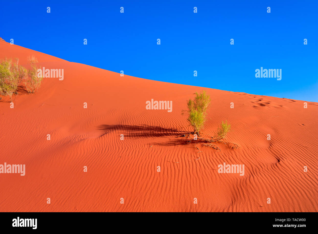 La sabbia rossa al deserto di Wadi Rum, Giordania. Foto Stock