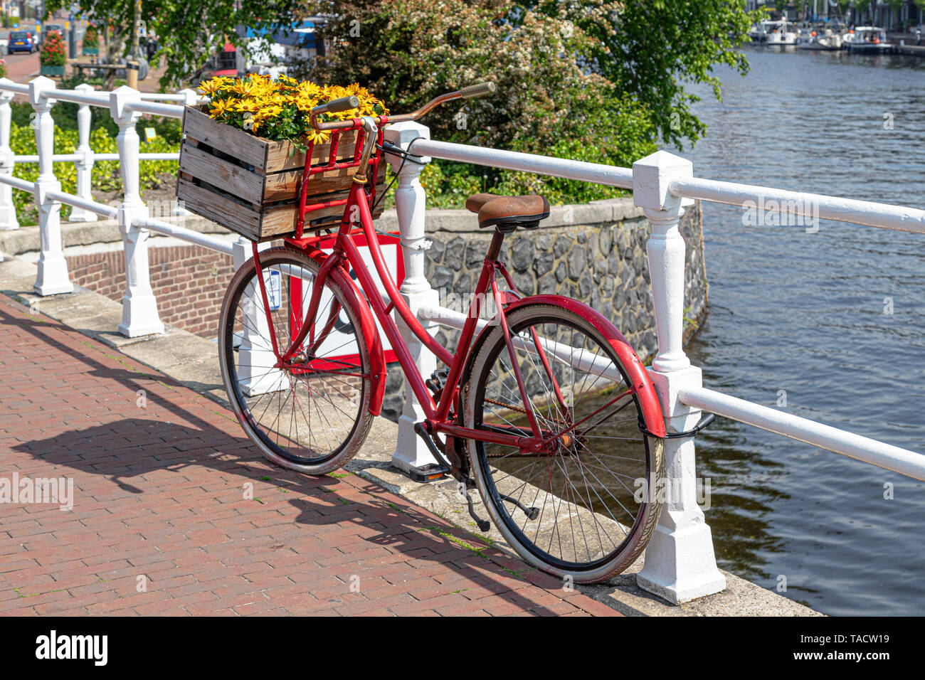 Bicicletta rossa con lo spagnolo margherite, fiori gialli in casse di legno lungo Spaarne, Haarlem, Olanda Settentrionale, Paesi Bassi. Foto Stock