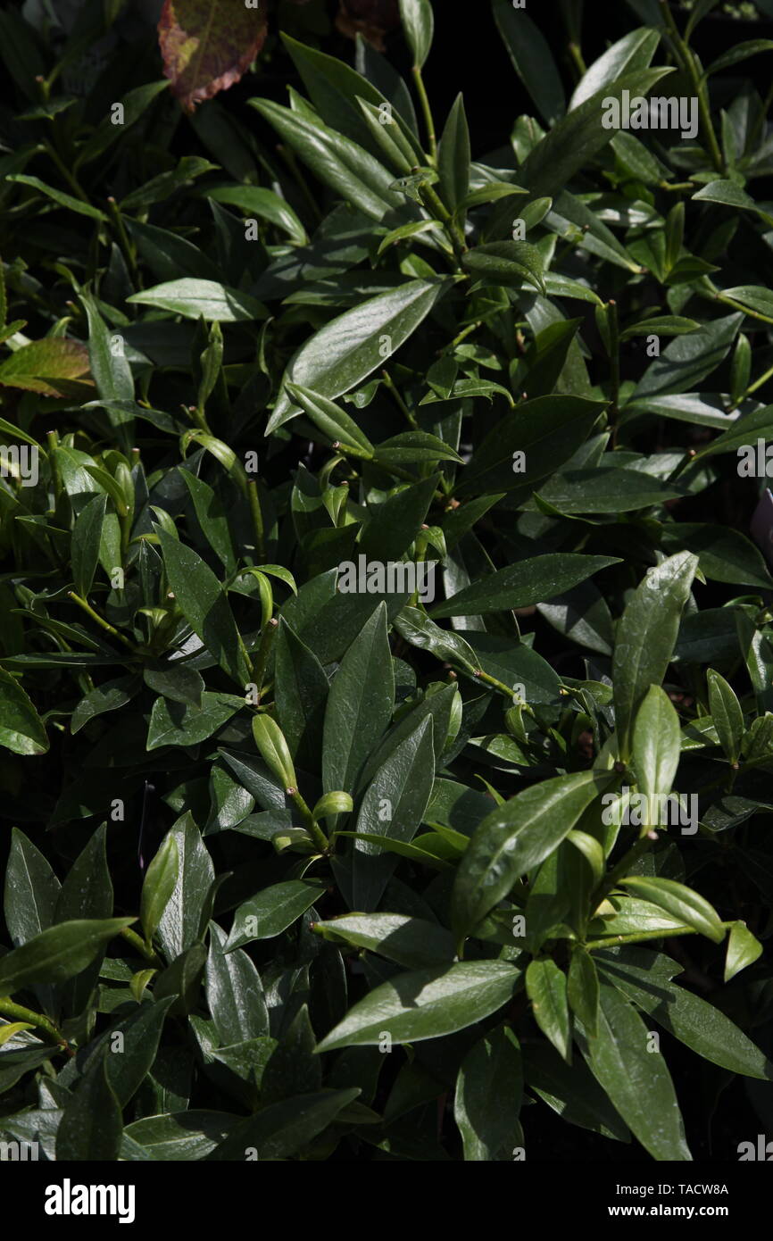 Daphne " Profumo Princess' closeup di arbusti non fiorita, vasi durante la tarda primavera Foto Stock