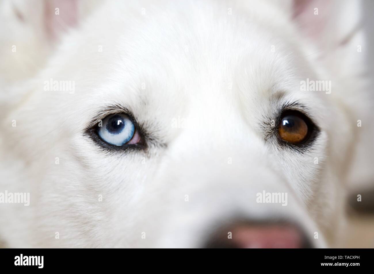 Un cane husky con un blu e marrone e gli occhi di bi, close up ritratto con profondità di campo. Foto Stock