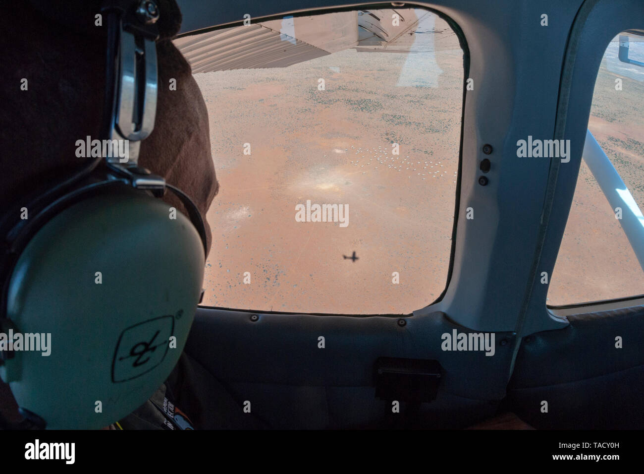 Namaqua National Park ranger del campo Willem Fortuin il conteggio di un branco di gemsbok (aka oryx) dal retro del SANParks Cessna 182. Foto Stock
