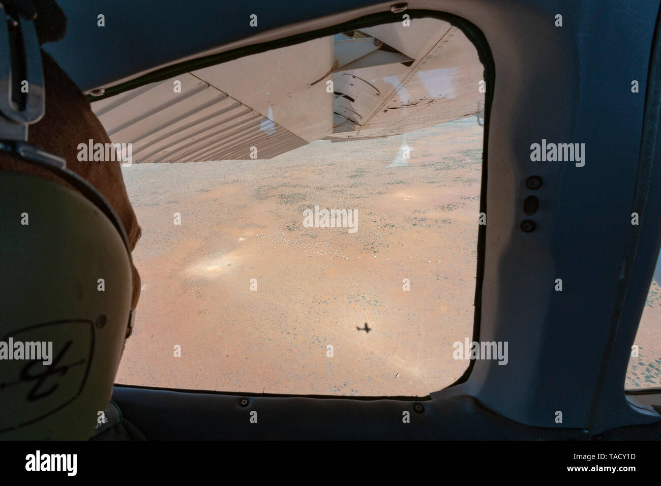 Namaqua National Park ranger del campo Willem Fortuin il conteggio di un branco di gemsbok (aka oryx) dal retro del SANParks Cessna 182. Foto Stock