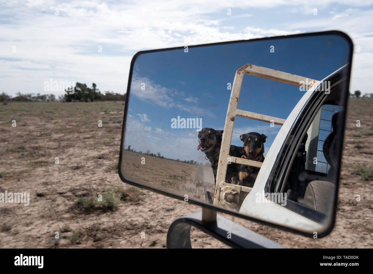 Maggio 2019 Burren Junction, Australia: Due lavorando australian kelpie cani godetevi il free ride attraverso un molto secco paddock su una siccità aziende agricole colpite Foto Stock