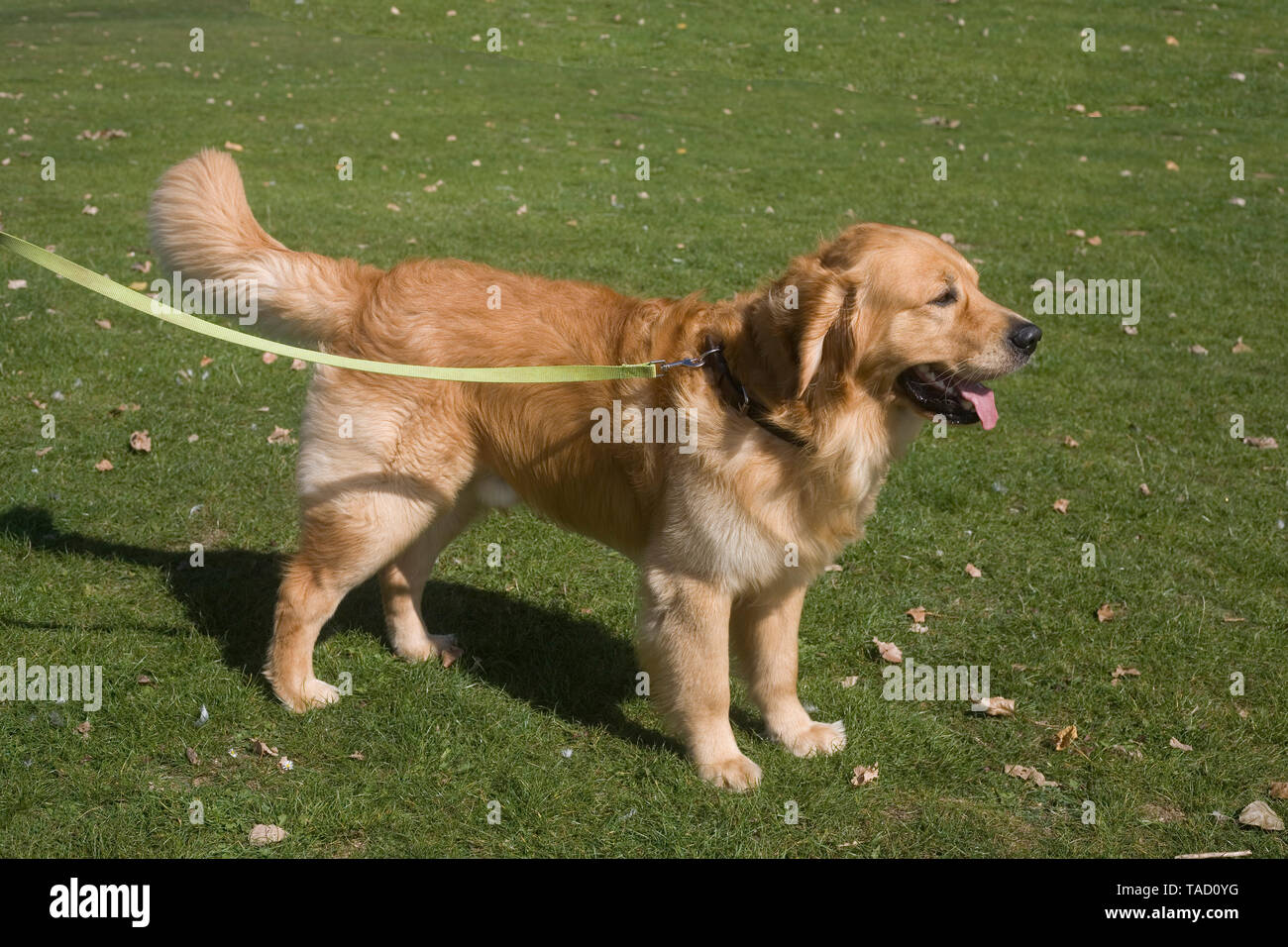 Maschio adulto golden retriever sorge su erba nel campo con il filo giallo Foto Stock