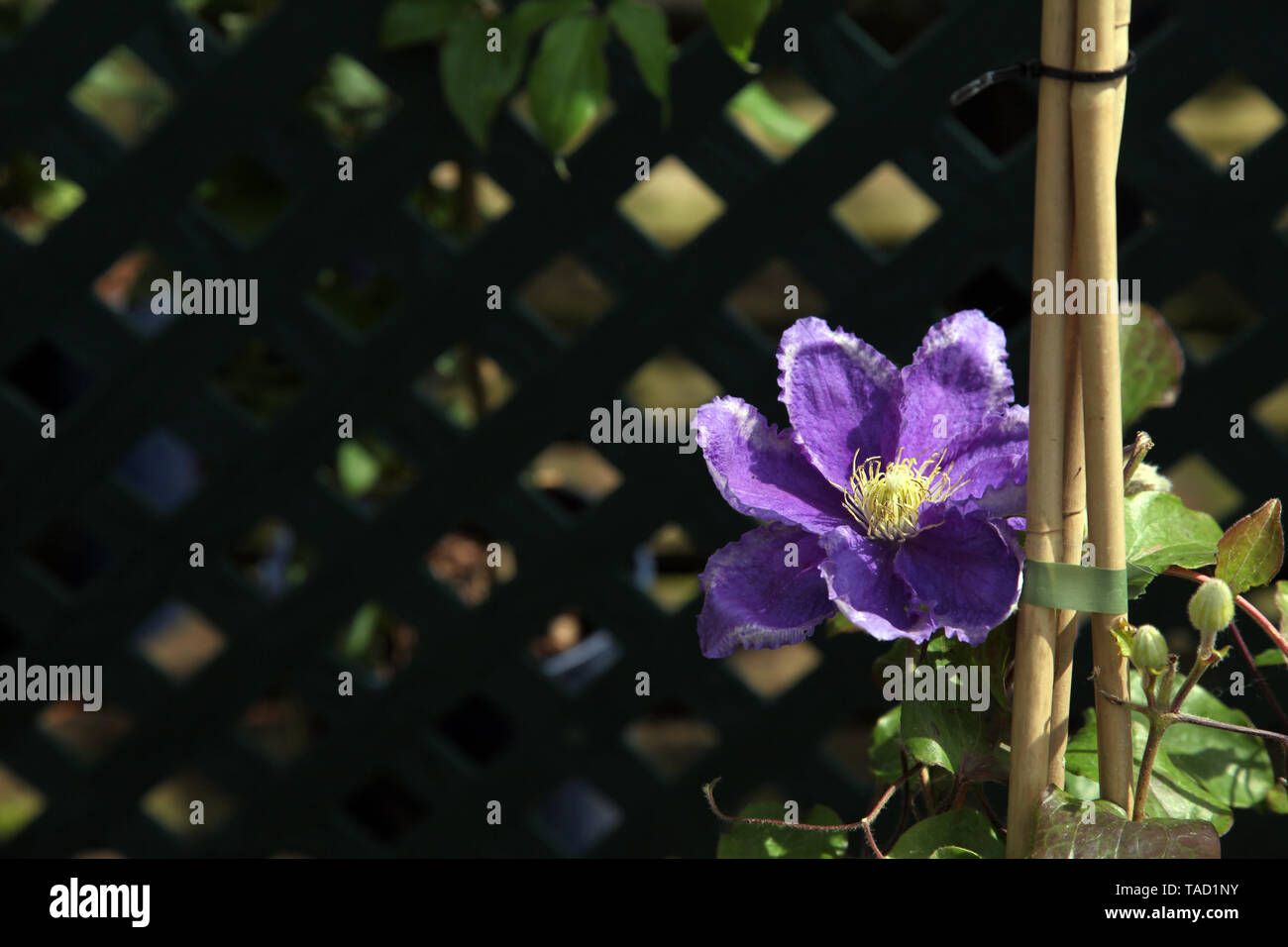 Clematis 'Kingfisher' Evipo037, un arrampicatore deciduo di medie dimensioni della famiglia Ranunculaceae con spazio di copia Foto Stock