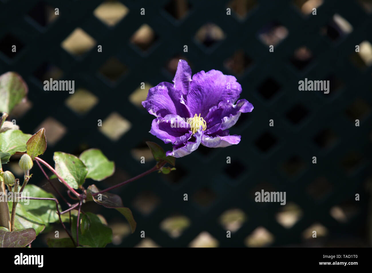 La clematide 'Kingfisher' Evipo037, di medie dimensioni scalatore di latifoglie della famiglia Ranunculaceae con copyspace Foto Stock