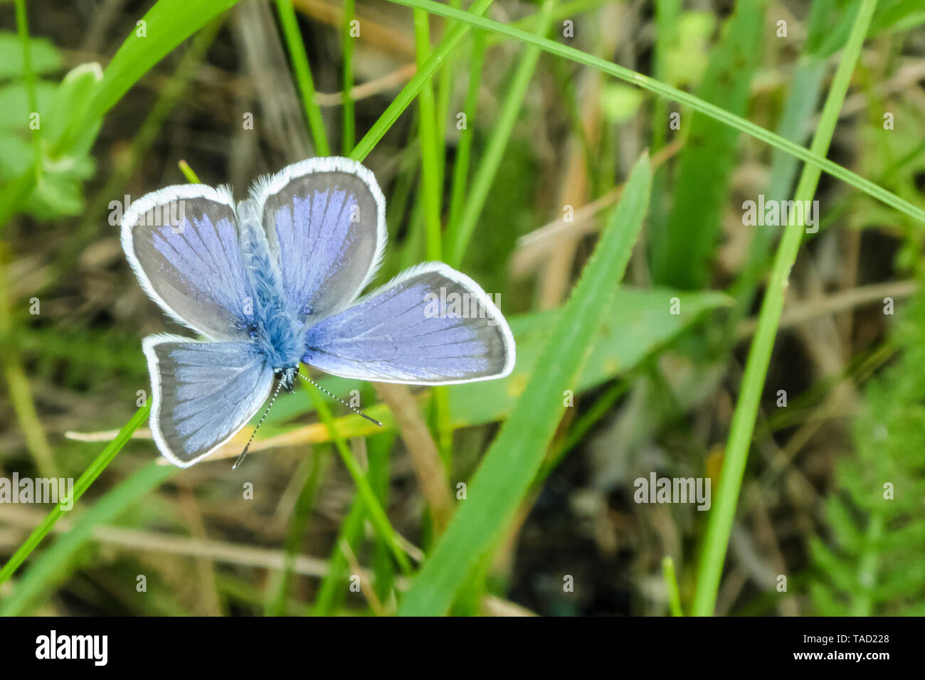 Argento-blu chiodati è una farfalla della famiglia Lycaenidae. Plebejus argus. Foto Stock