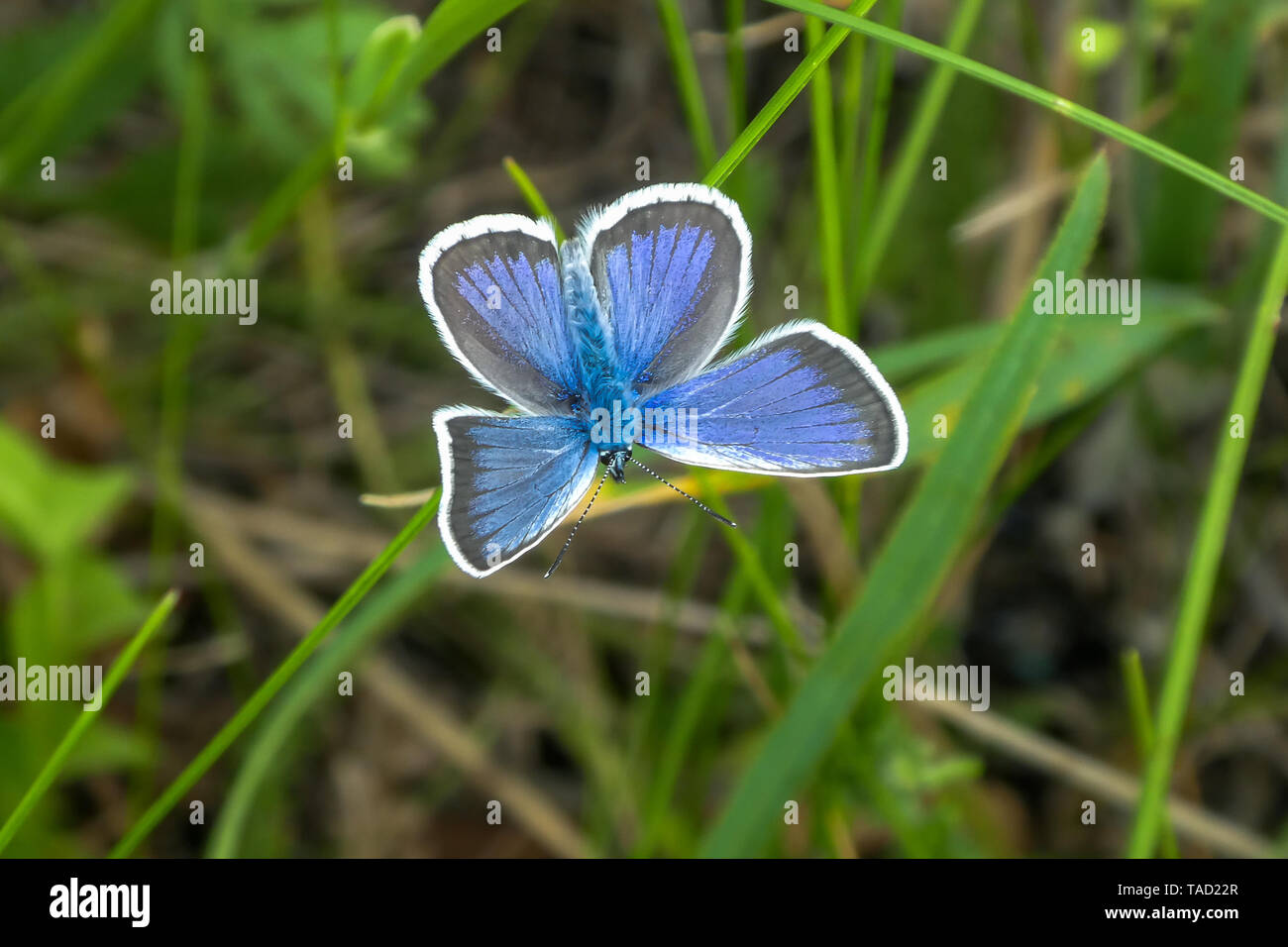 Argento-blu chiodati è una farfalla della famiglia Lycaenidae. Plebejus argus. Foto Stock
