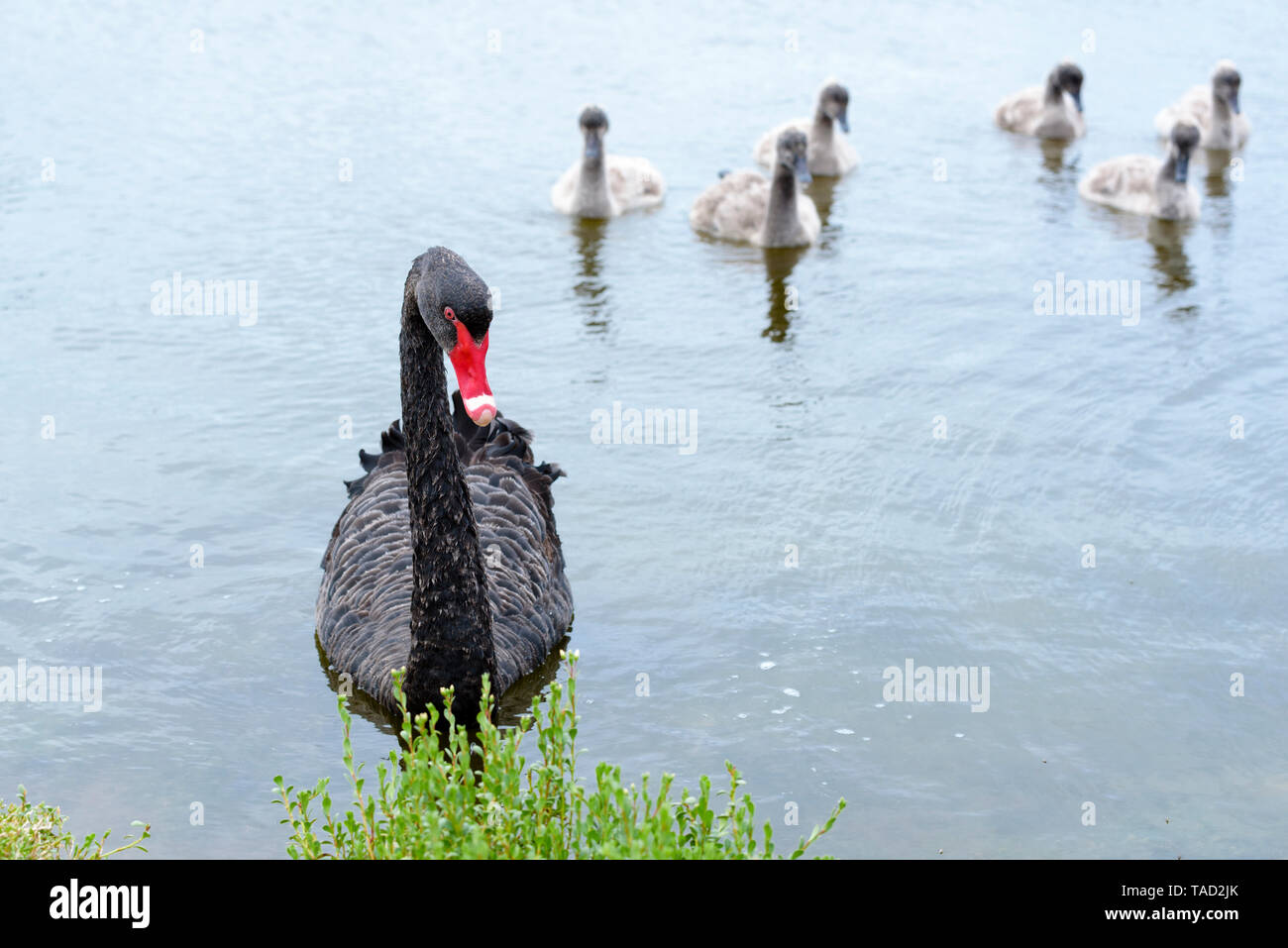 Black Swan, Cygnus atratus, madre con cygnets in background, Port Fairy, Victoria Australia Foto Stock