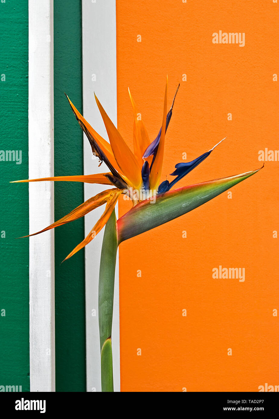 Close up di uccello del paradiso blossoms su Orange Foto Stock