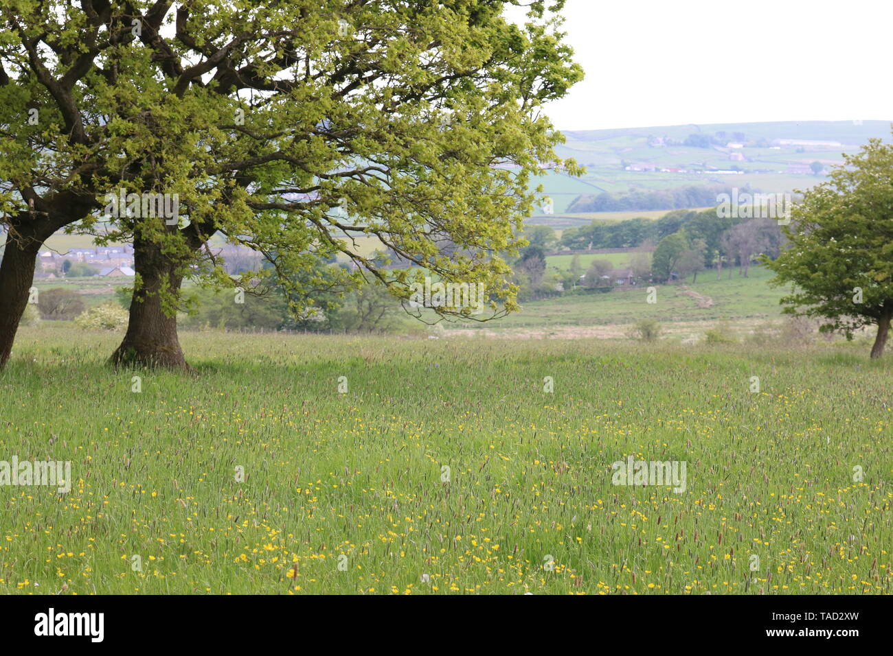 Sud Pennine alberi Foto Stock