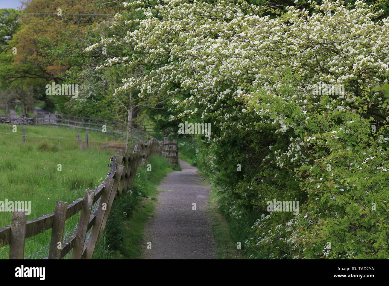 Sud Pennine alberi Foto Stock