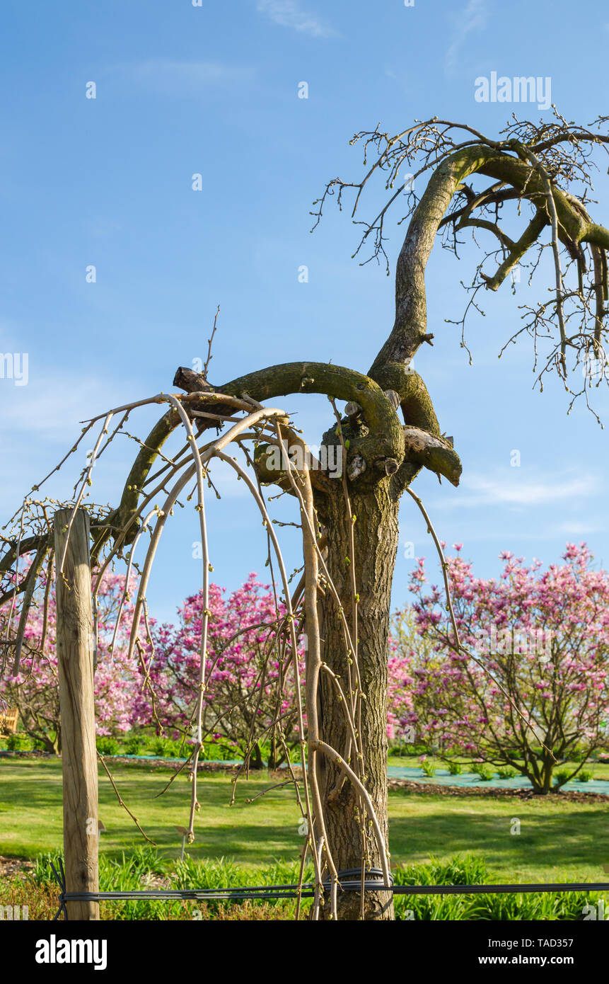 Piange il gelso - (Morus alba pendula) in primavera con piccole gemme di colore verde. Arboreto botanico, Niemcza, Polonia Foto Stock