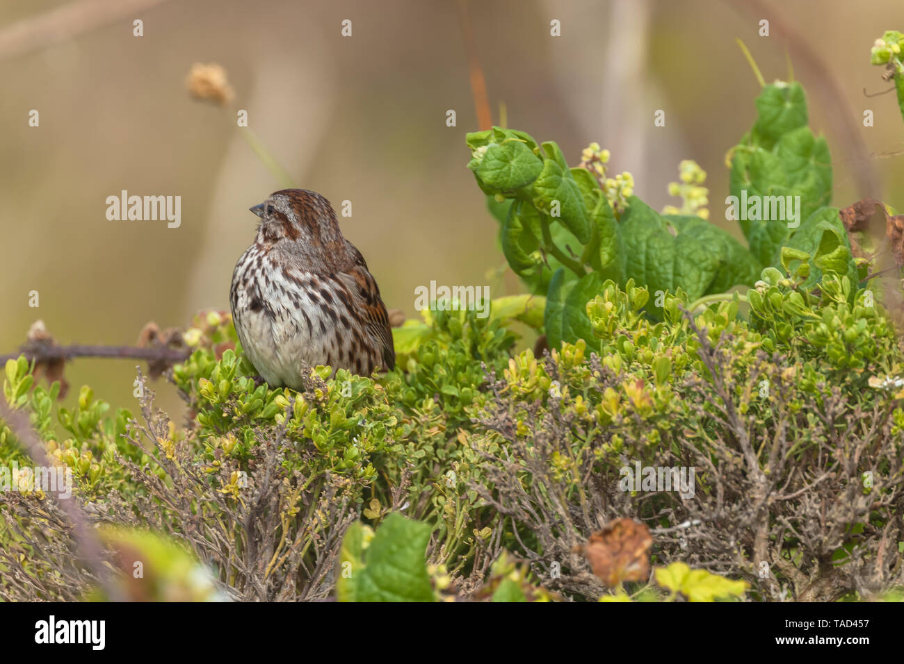Song sparrow (Melospiza melodia), Point Reyes National Seashore, California, Stati Uniti. Foto Stock