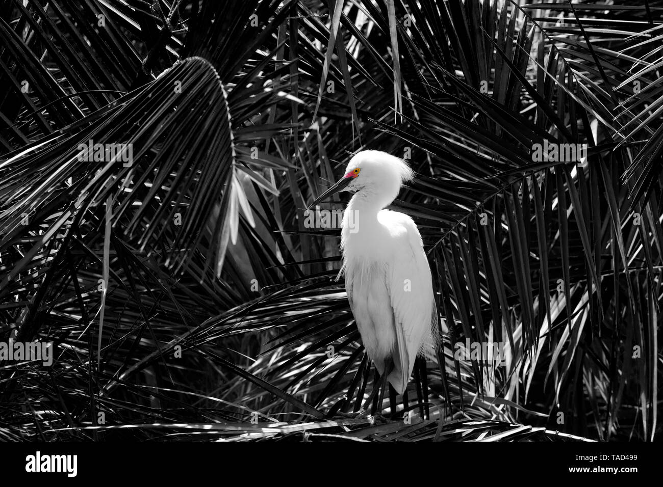 Immagine in bianco e nero Snowy Garzetta colore in lores e eye Foto Stock
