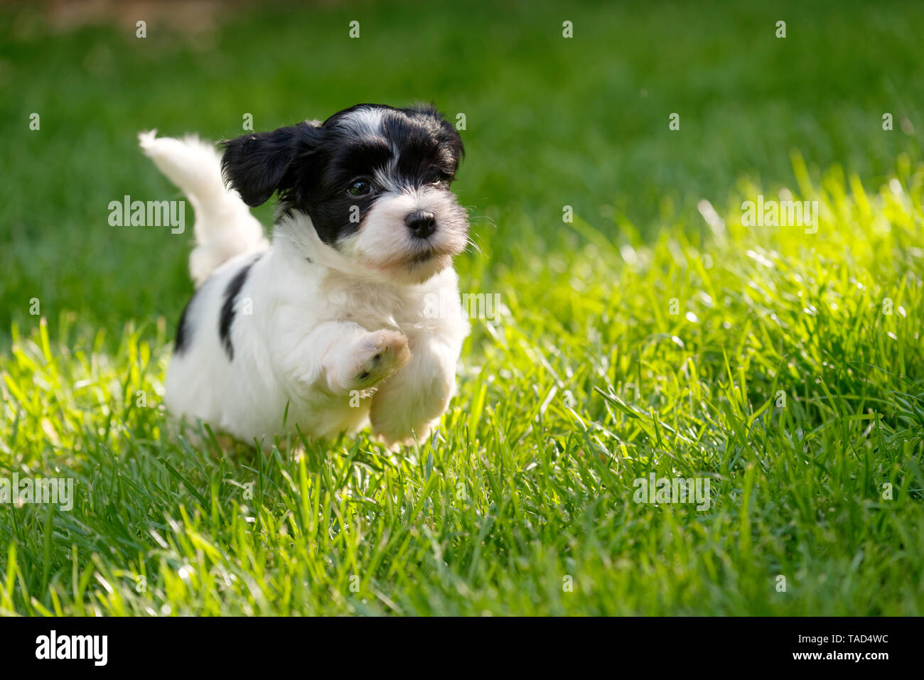 Carino piccolo havanese cucciolo di cane è in esecuzione in una molla verde del giardino Foto Stock