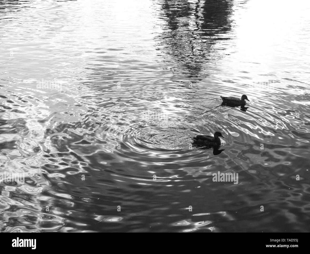 Due piccole anatre nuotare intorno al lago, rendendo le increspature sono andate. Foto Stock