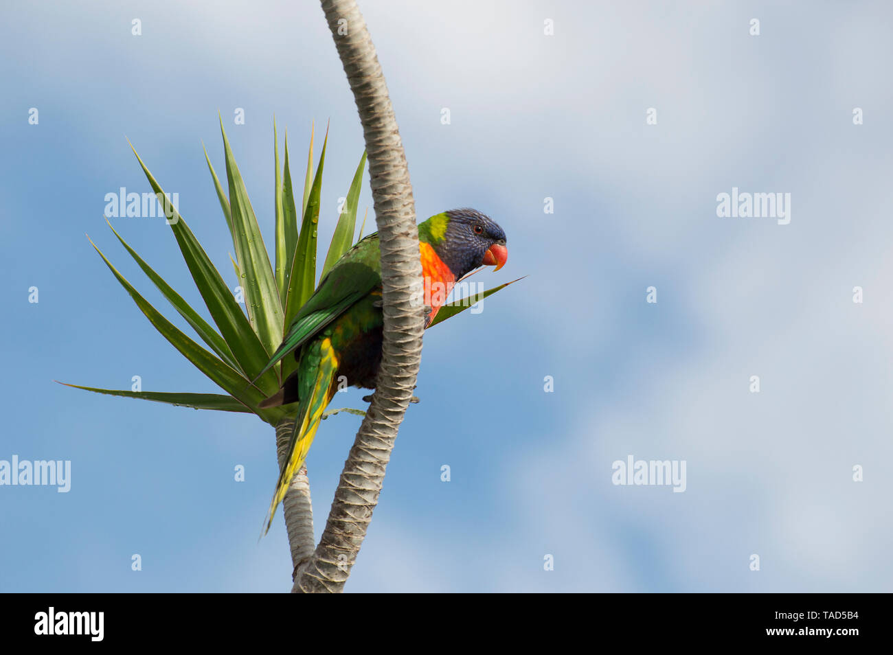 Rainbow lorikeet su un cielo blu di sfondo, seduto su un ramo di un albero di palma, guardando verso il basso Foto Stock