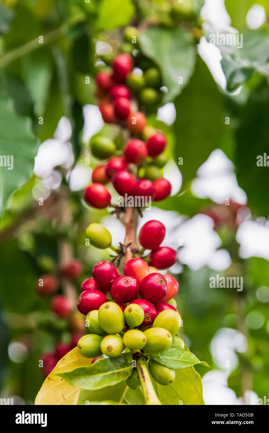 Bacche di caffè, close-up Foto Stock