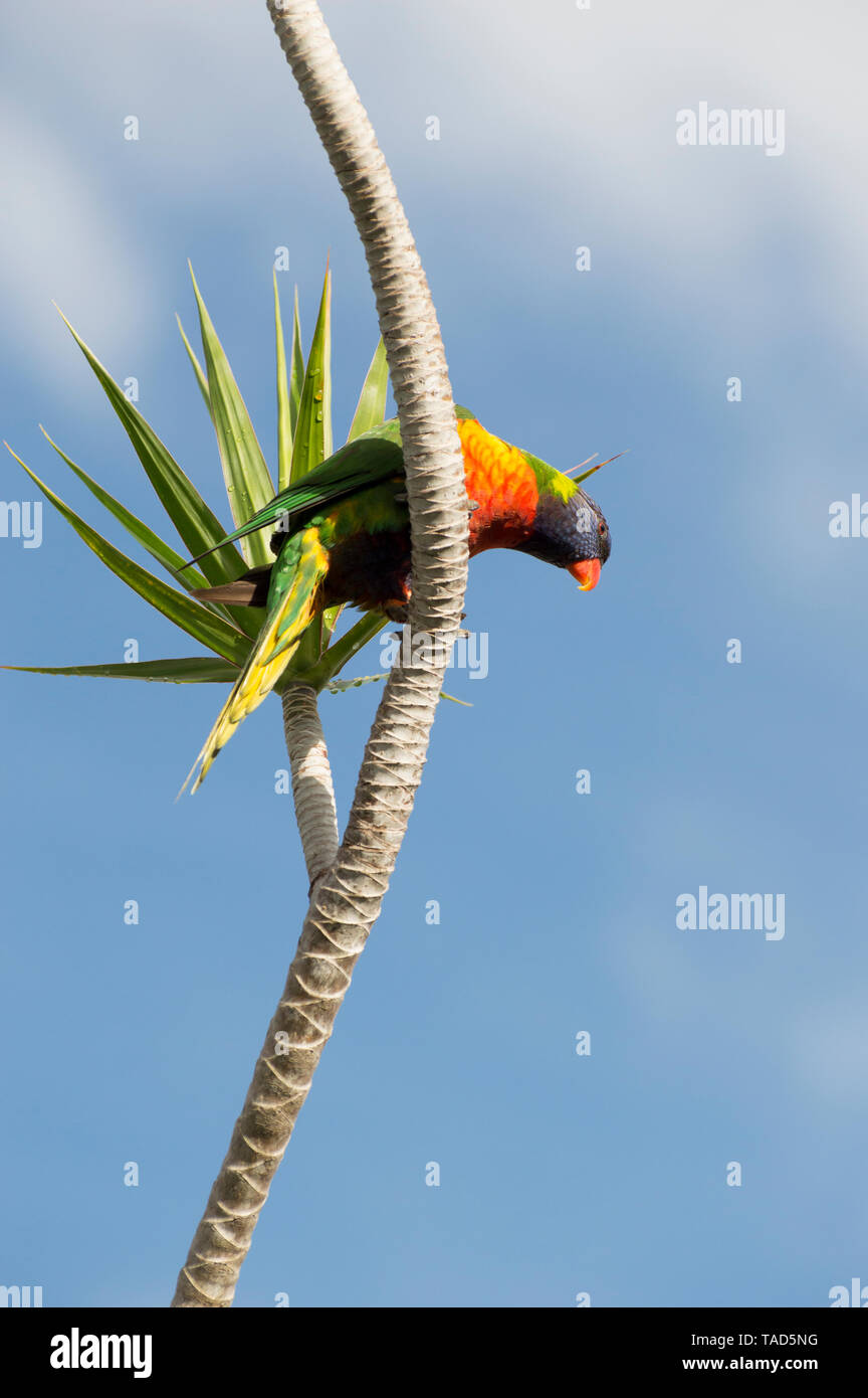 Rainbow lorikeet su un cielo blu di sfondo, seduto su un ramo di un albero di palma, guardando verso il basso Foto Stock