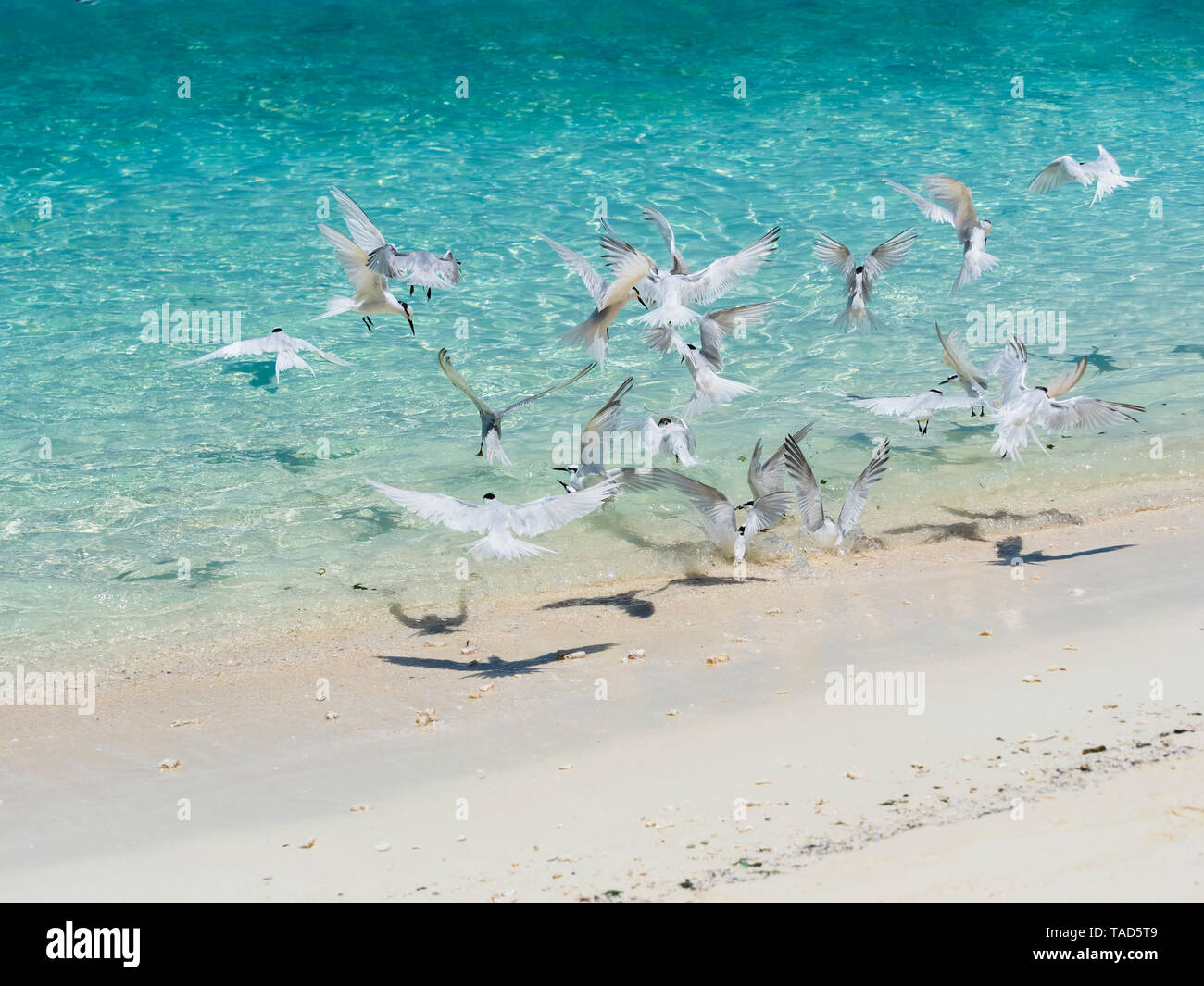 Maledives, Ross Atoll, battenti rondini caccia ai pesci Foto Stock