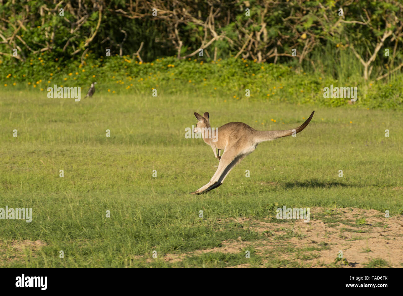 Jumping kangaroo lungo nel verde dello sfondo dei campi Foto Stock