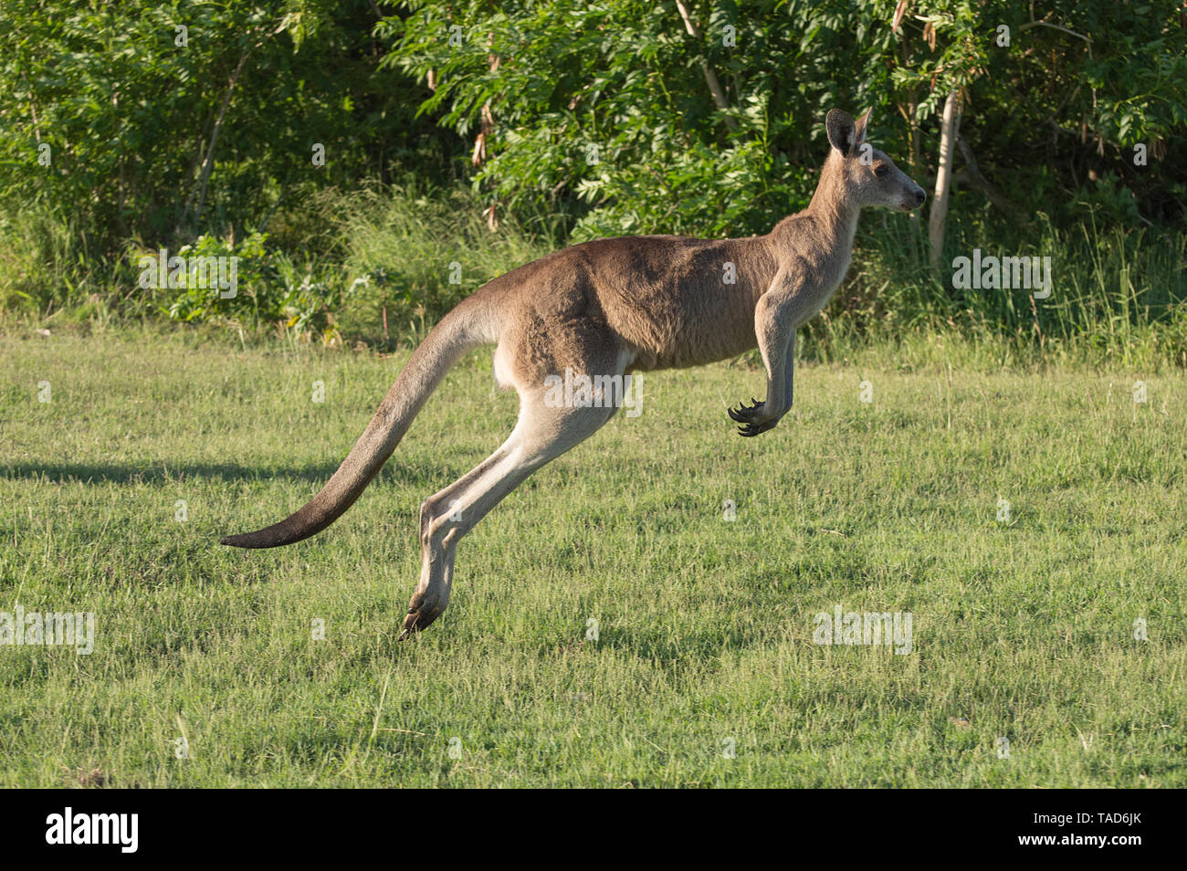 Australian kangaroo correre lungo il campo verde Foto Stock