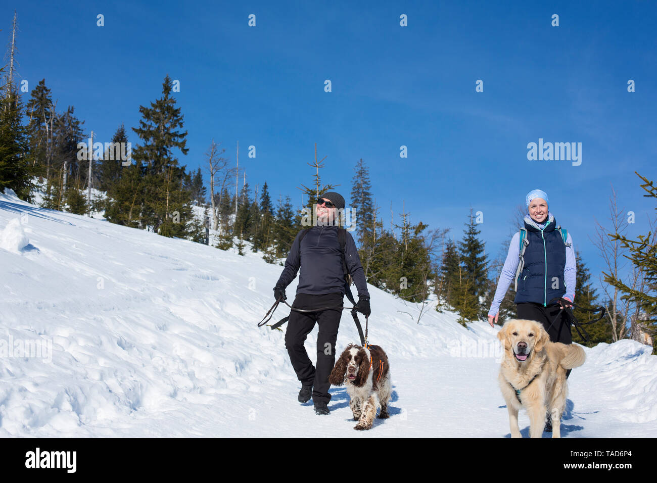 Germania Foresta Bavarese, Lusen, donna e uomo con cani escursionismo in inverno Foto Stock