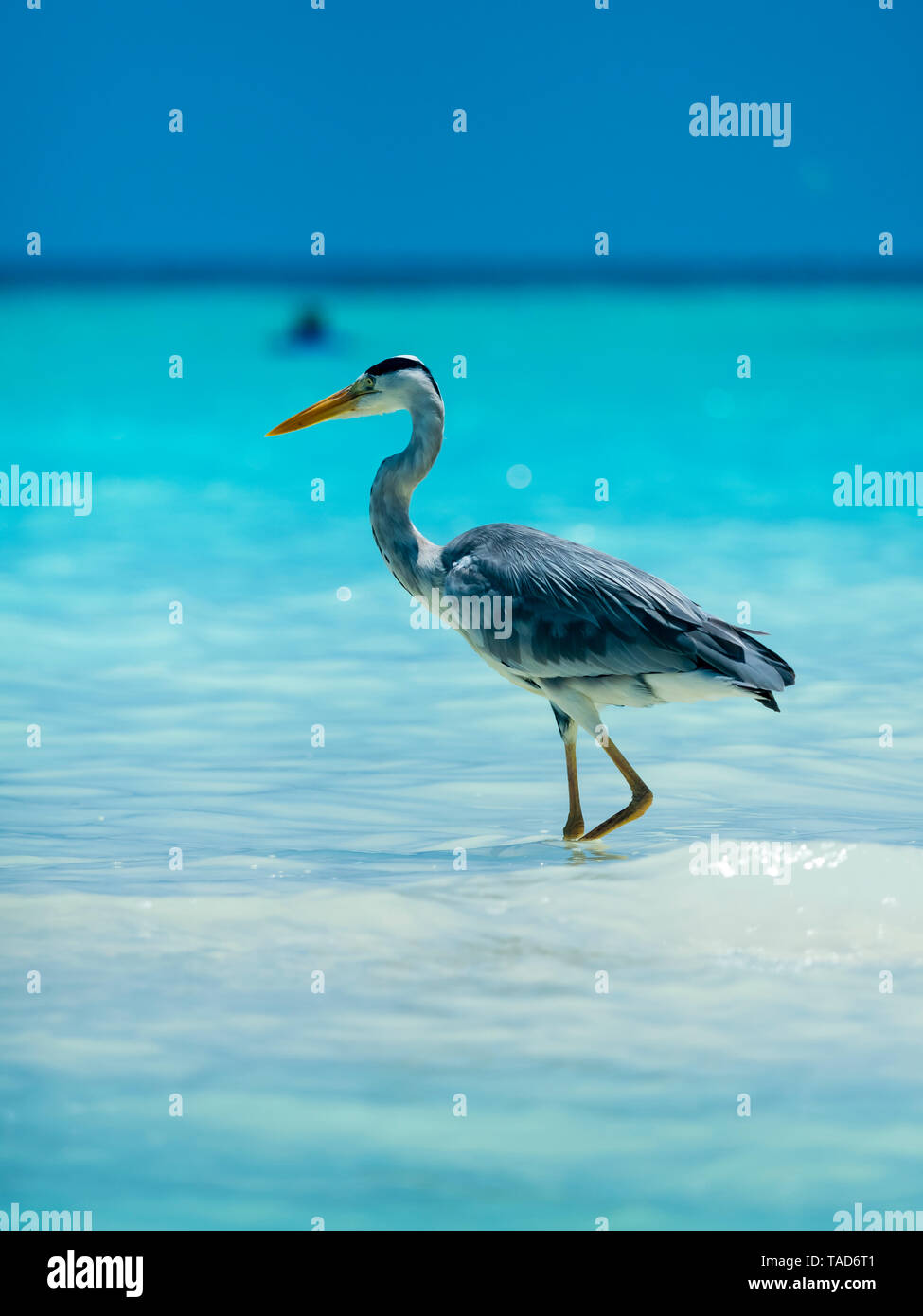 Airone cenerino, Ardea cinerea, passeggiate in acqua Foto Stock