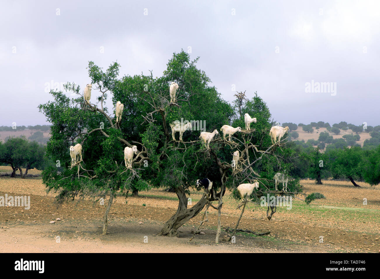 Il Marocco Sidi Kaouki, capre arrampicata su albero di argan Foto Stock
