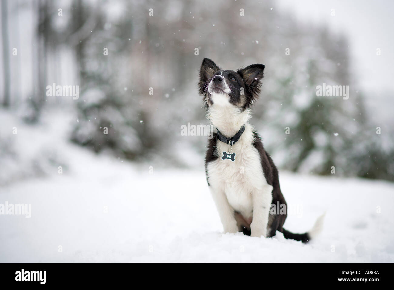 Border Collie cucciolo di guardare la nevicata Foto Stock