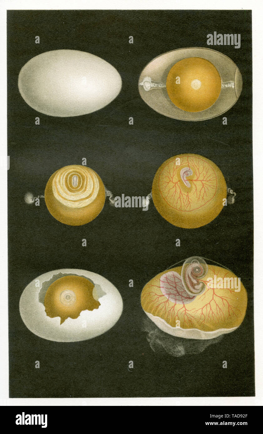 Sviluppo di un uovo di gallina , (antropologia Prenota, 1894) Foto Stock